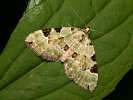 Colostygia pectinataria
