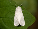 Spilosoma lubricipeda