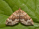Lampropteryx suffumata