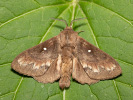 Dendrolimus pini