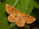 Angerona prunaria