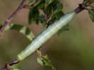 Jarnice březnová - <i>Orthosia incerta</i>
