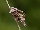Canephora hirsuta