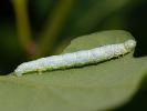 Hedvábnice podzimní - <i>Alsophila aceraria</i>