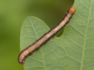 Tmavoskvrnáč zlatavý - <i>Agriopis aurantiaria</i>
