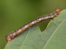 Tmavoskvrnáč zlatavý - <i>Agriopis aurantiaria</i>