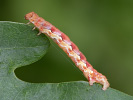 Tmavoskvrnáč zhoubný - <i>Erannis defoliaria</i>