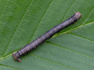 Agriopis marginaria