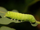 Jarnice lipová - <i>Orthosia cerasi</i>