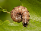 Jarnice menší - <i>Orthosia cruda</i>