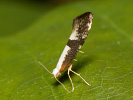 Argyresthia spinosella