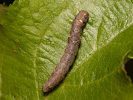 Drsnokřídlec hrušňový - <i>Phigalia pilosaria</i>