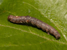 Drsnokřídlec hrušňový - <i>Phigalia pilosaria</i>