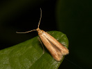 Tischeria ekebladella