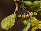 Jarnice zardělá - <i>Orthosia miniosa</i>