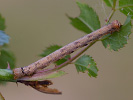 Tmavoskvrnáč tečkovaný - <i>Agriopis marginaria</i>