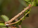 Tmavoskvrnáč tečkovaný - <i>Agriopis marginaria</i>