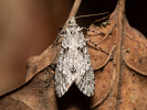Diurnea fagella