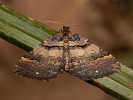 Earophila badiata