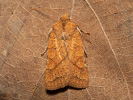 Jodia croceago