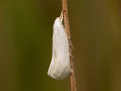 Elachista argentella