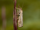 Thisanotia chrysonuchella