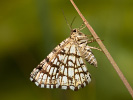 Chiasmia clathrata