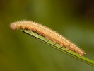 Okáč bojínkový - <i>Melanargia galathea</i>