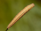 Okáč bojínkový - <i>Melanargia galathea</i>