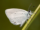 Modrásek tolicový - <i>Cupido decoloratus</i>