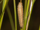 Okáč bojínkový - <i>Melanargia galathea</i>