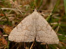 Polypogon strigilata