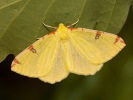 Opisthograptis luteolata