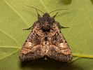 Euplexia lucipara