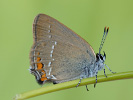 Ostruháček kapinicový - <i>Satyrium acaciae</i>