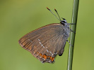 Ostruháček kapinicový - <i>Satyrium acaciae</i>
