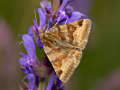 Euclidia glyphica