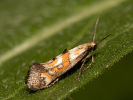 Epermenia pontificella