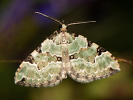 Colostygia pectinataria