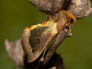 Kovolesklec šedivkový - <i>Diachrysia chrysitis</i>