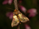 Kovolesklec šedivkový - <i>Diachrysia chrysitis</i>