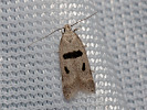 Makadlovka - <i>Mirificarma cytisella</i>
