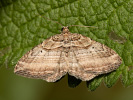 Costaconvexa polygrammata