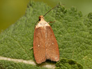 Agonopterix furvella
