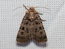 Chersotis multangula