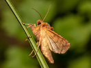 Kovolesklec hluchavkový - <i>Autographa jota</i>