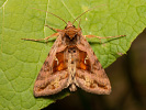 Kovolesklec hluchavkový - <i>Autographa jota</i>