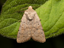 Hoplodrina respersa