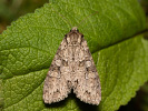 Polia nebulosa