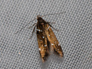Argolamprotes micella